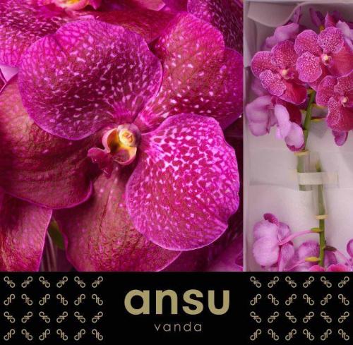 Vanda Sumathi Magic Fuchsia
