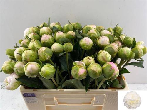 Paeonia Lactiflora Grp 'Moon over Barrington'
