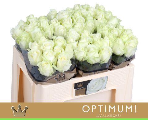 Rosa grootbloemig Avalanche+