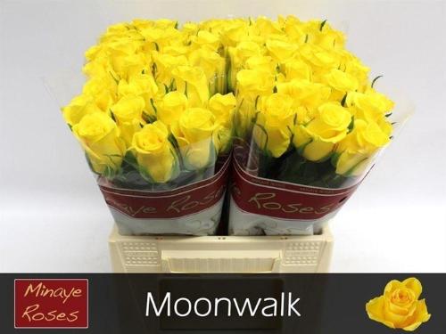 Rosa grootbloemig Moonwalk