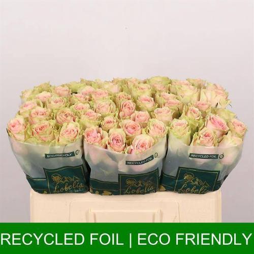 Rosa grootbloemig Frutteto