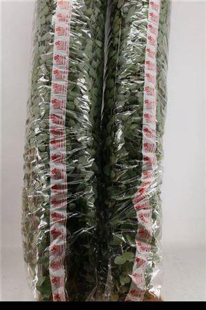 Eucalyptus per bos cinerea