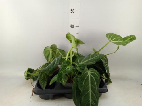 Overig planten 6%