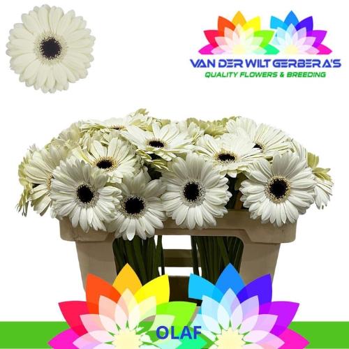 Gerbera mini Olaf