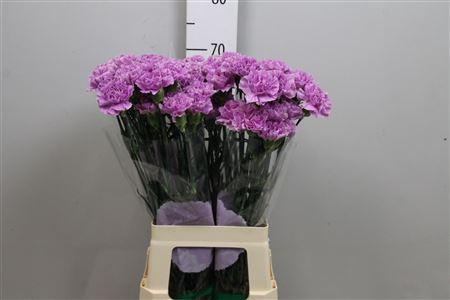 Dianthus standaard Florigene Moonaqua