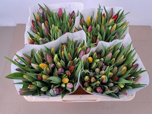 Gerbera grootbloemig 'Amigo'