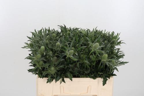 Eryngium alpinum 'White Star'