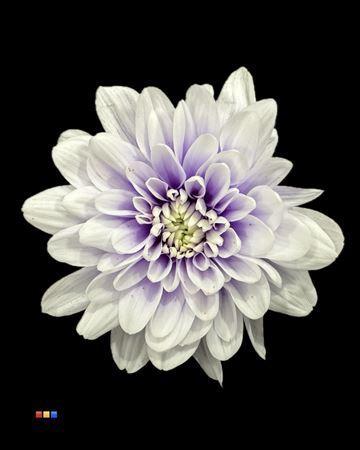 Chrysanthemum Indicum Grp tros kas kleurbehandeld H%