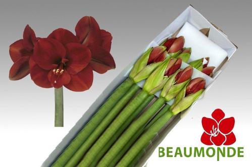 Hippeastrum Galaxy Grp 'Ferrari'