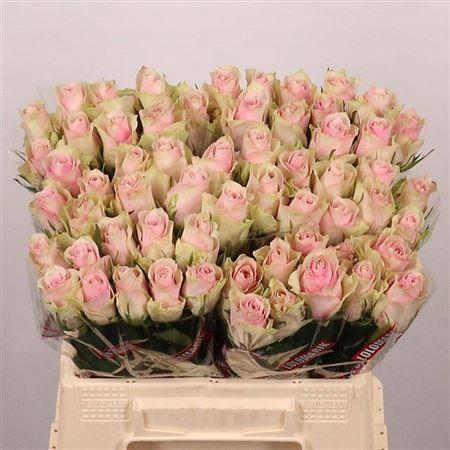 Rosa grootbloemig Pink Athena