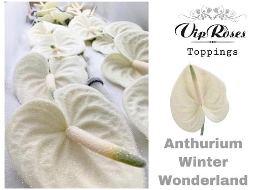 Anthurium Andreanum Grp kleurbehandeld H%