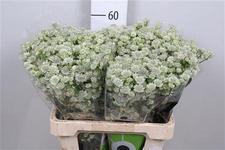 Astrantia major 'Million Stars'