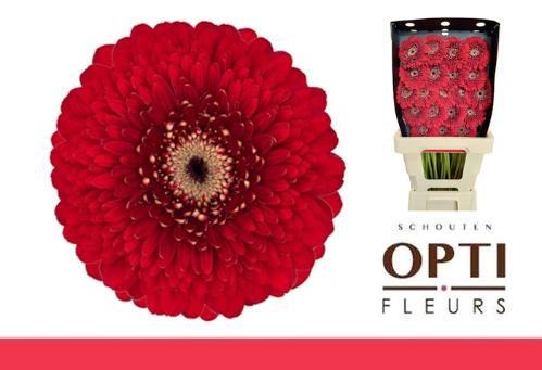 Gerbera mini bolvormig Pomponi Floyd