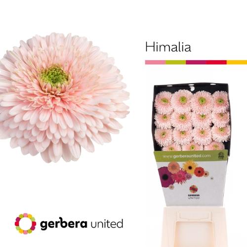 Gerbera Gerrondo Terra Himalia