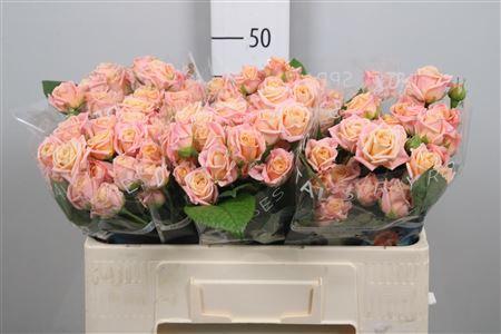 Rosa tros Peach Yo-Yo