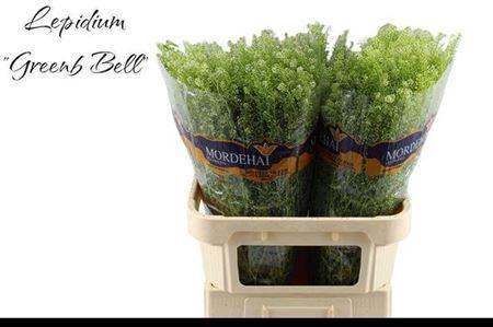Thlaspi Green Bell