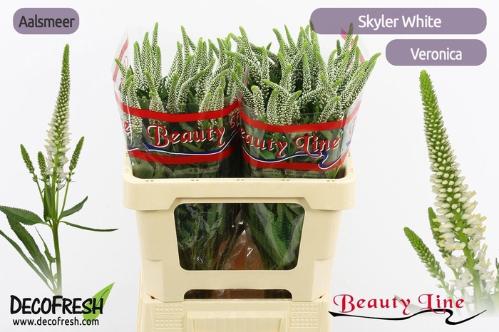 Veronica longifolia Skyler White