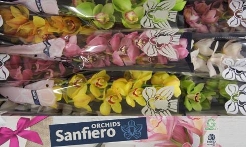 Cymbidium grootbloemig per tak gemengd