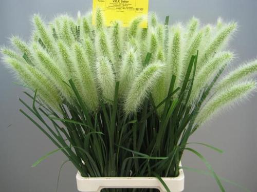 Pennisetum alopecuroides 'Blondie'