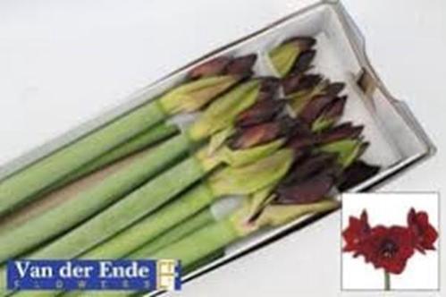 Hippeastrum Galaxy Grp 'Royal Velvet'