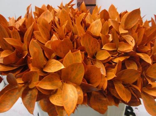 Ruscus kleurbehandeld H%