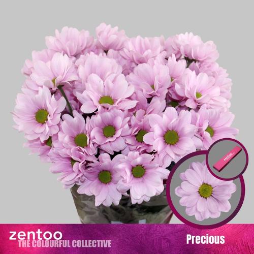 Chrysanthemum (Indicum Grp) tros Precious
