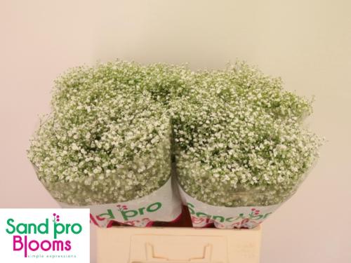 Gypsophila paniculata Xlence