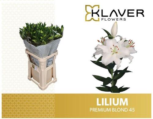 Lilium Oriental Grp 'Premium Blond'