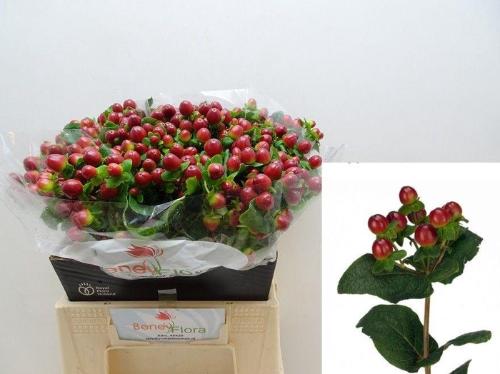 Hypericum x inodorum Magical Seasons