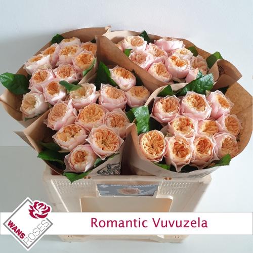 Rosa grootbloemig 'Romantic Vuvuzela'
