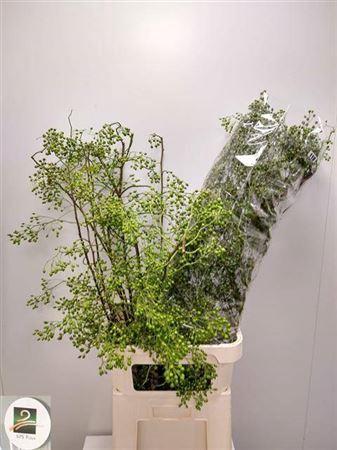 Rosa 'Corallo' (rozenbottel)