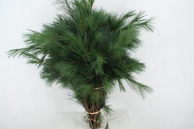 Pinus strobus per bos