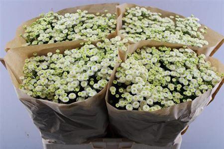 Tanacetum parthenium 'Rio'