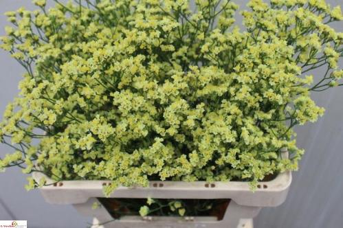 Limonium sinensis Pineapple Diamond