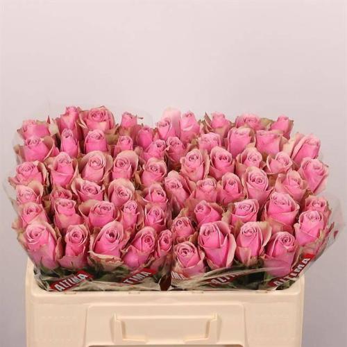 Rosa grootbloemig Athena Royale