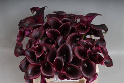 Zantedeschia 'Cantor'
