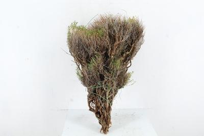 Decoratiegroen overig