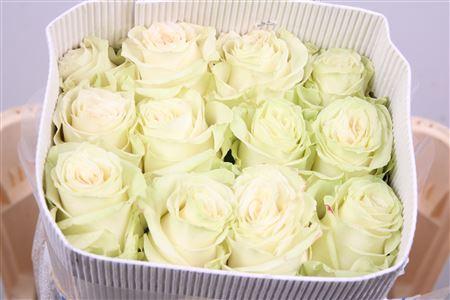 Rosa grootbloemig Mondial