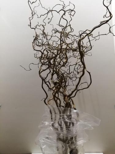 Corylus avellana 'Contorta'