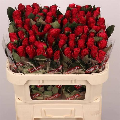 Rosa grootbloemig Tacazzi+