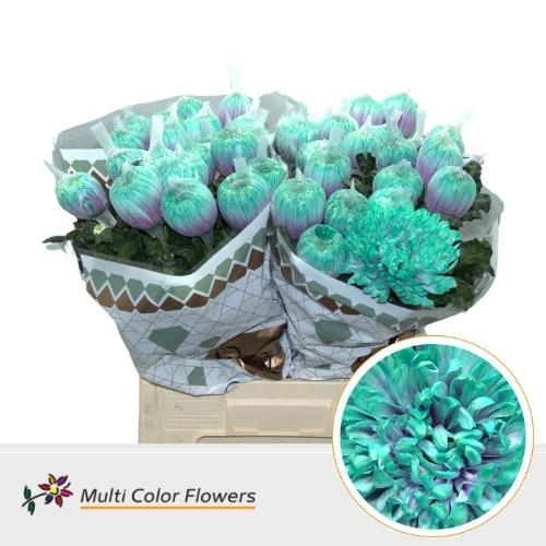 Chrysanthemum (Indicum Grp) geplozen Antonov kleurbehandeld H%