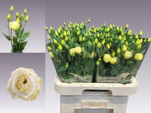 Eustoma russellianum gevuldbloemig 'Rosita Yellow'