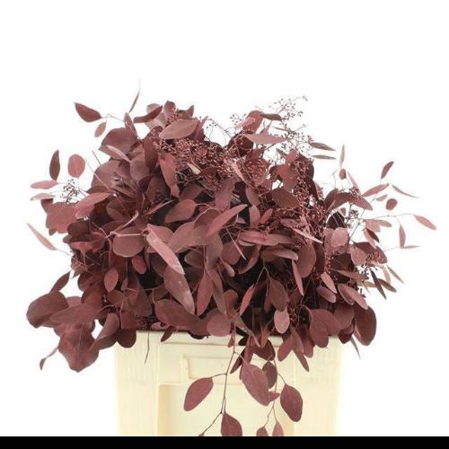 Eucalyptus polyanthemos (fruit) kleurbehandeld per bos H%