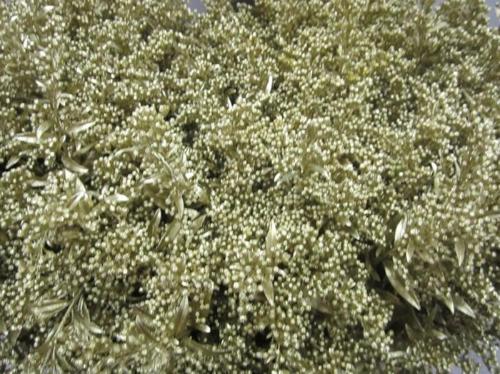 Solidago kleurbehandeld H%