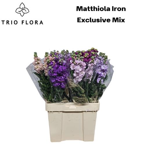 Matthiola incana gemengd