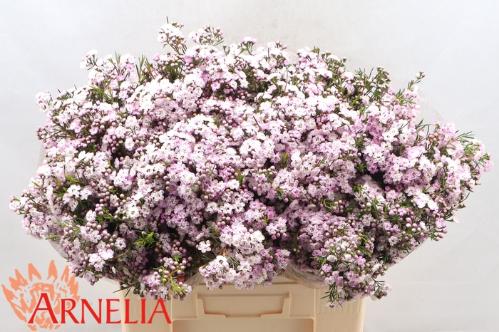 Chamelaucium uncinatum 'Dancing Queen'