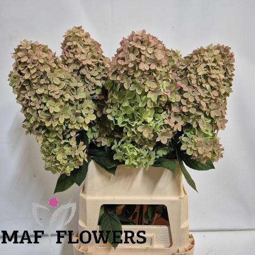 Hydrangea paniculata Magical Candle (classic)