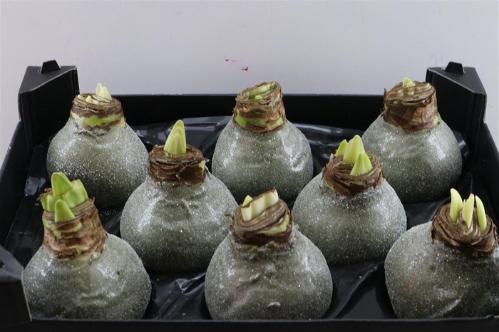 Hippeastrum bol gewaxt H%