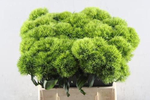 Dianthus barbatus Kiwi Mellow