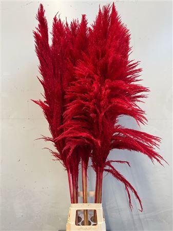 Cortaderia overig